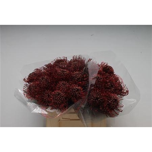 Leuco Klbh Bordeaux