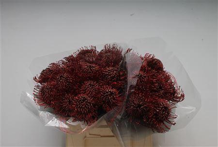 <h4>Leuco Klbh Bordeaux</h4>