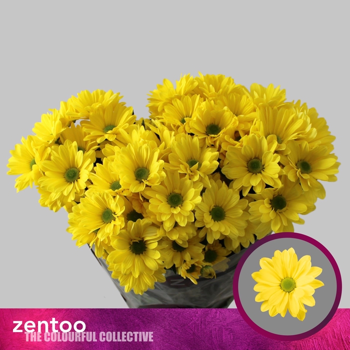 <h4>CHRYSANTHEMUM TR 'CELEBRATE'</h4>