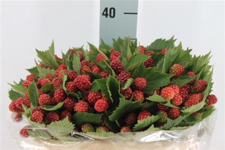 <h4>Braam Rubus Red 40 Cm</h4>