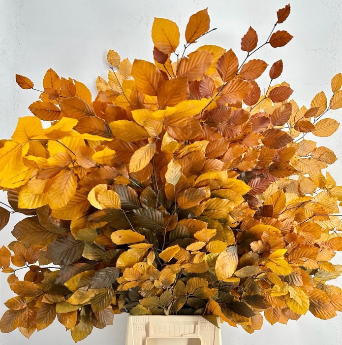 <h4>Faggio Preserved Yellow (beech,beuk)</h4>