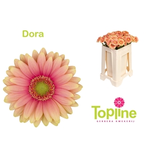 GE MI DORA