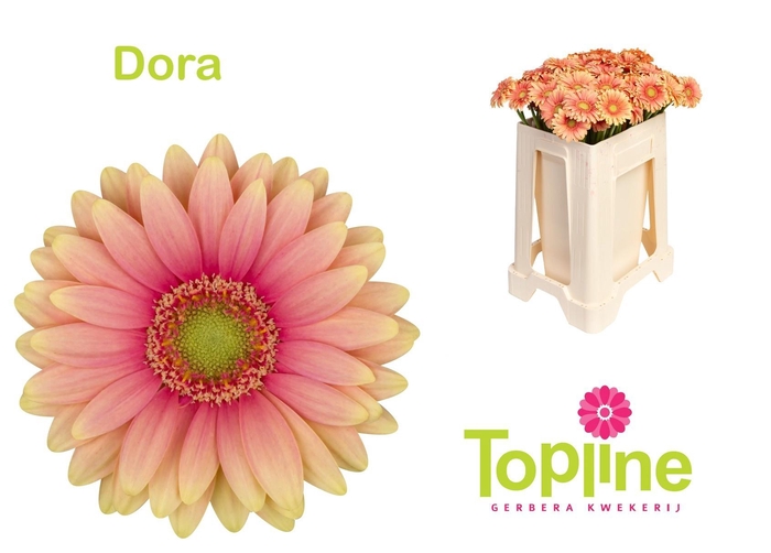 <h4>GE MI DORA</h4>