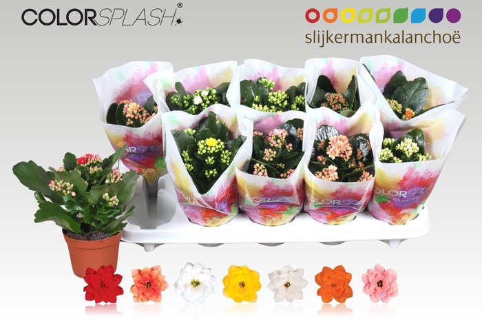 <h4>KAL GE GEM 7 KL</h4>