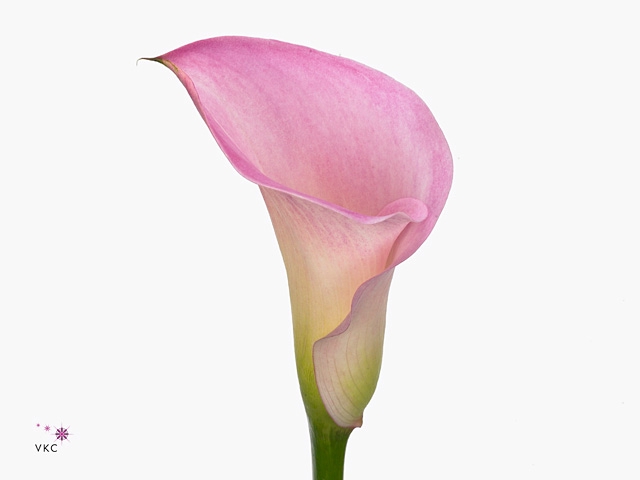 <h4>Calla Call Mario</h4>