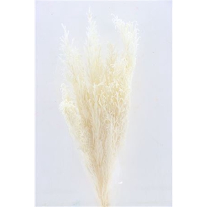 Pres Licopodium Long Bleached Bunch