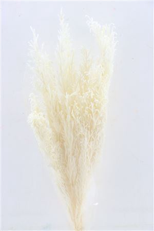 Pres Licopodium Long Bleached Bunch