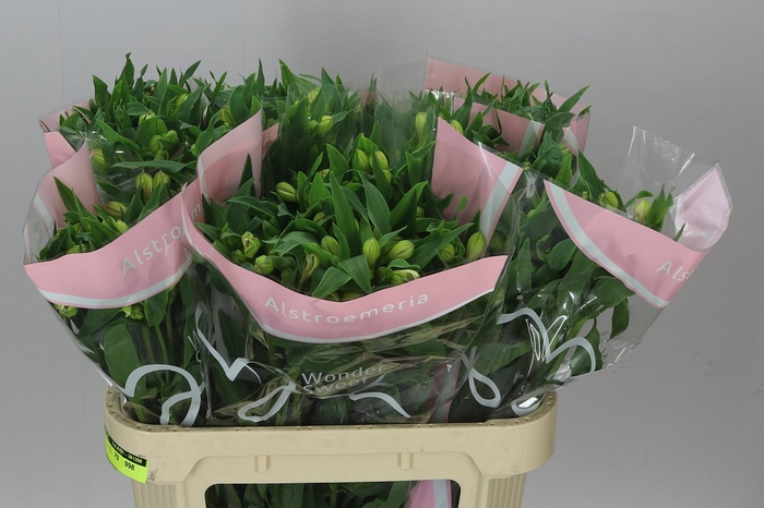 <h4>Alstro Wonder Sweet Xl</h4>