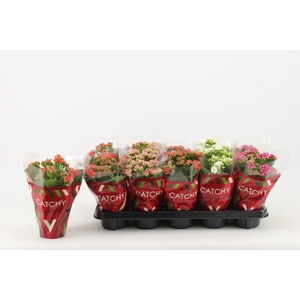 Kalanchoe gevuld gemengd 5klr.