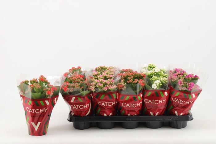 <h4>Kalanchoe gevuld gemengd 5klr.</h4>