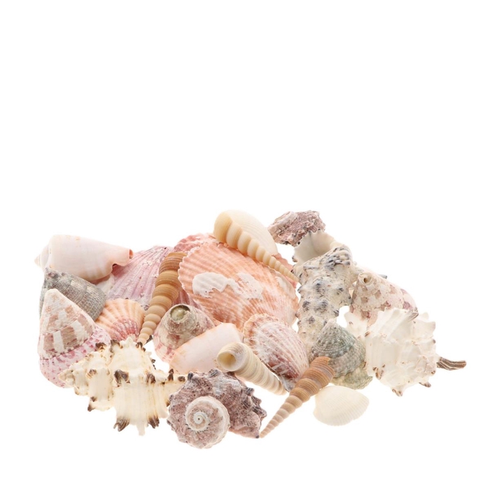 <h4>Shell Wonders ass. 1kg</h4>