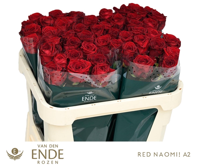 <h4>R GR RED NAOMI!</h4>