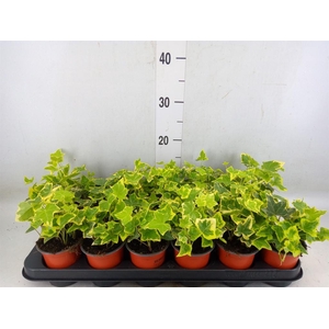 Hedera helix 'Goldchild'