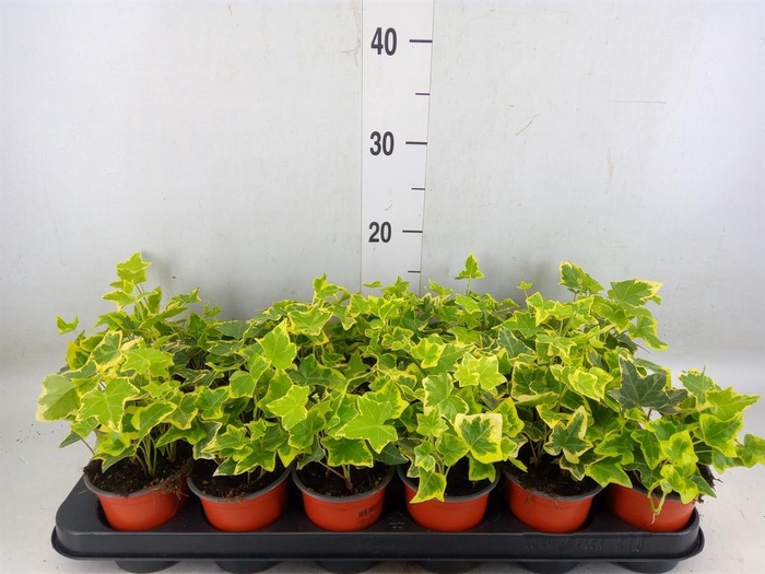 <h4>Hedera helix 'Goldchild'</h4>