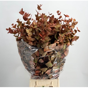 Leaf eucalyptus cinerea paint autumn