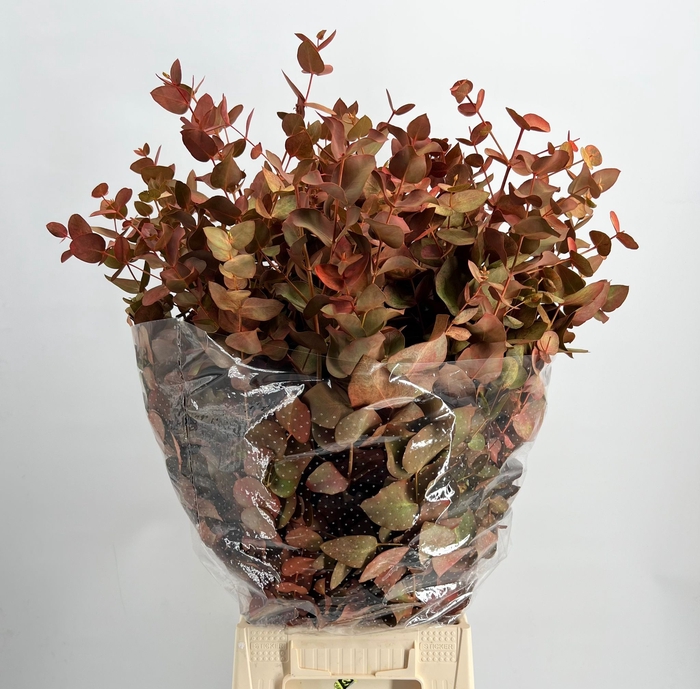 <h4>Leaf eucalyptus cinerea paint autumn</h4>