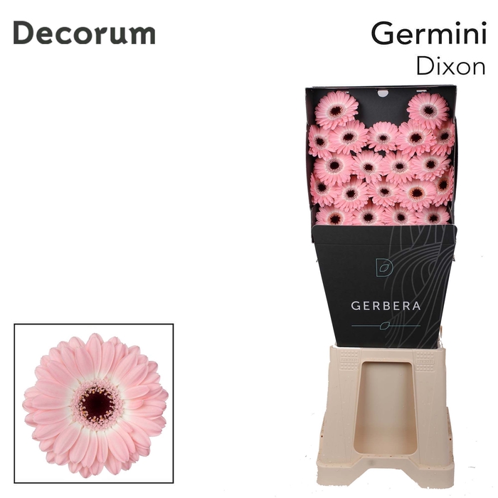 <h4>Germini Dixon Diamond</h4>