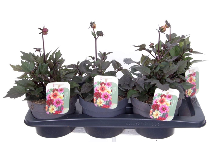 <h4>Dahlia Happy Days mix</h4>