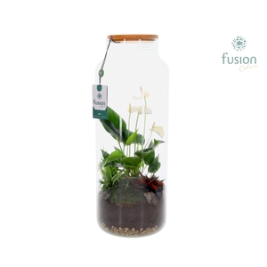 Glas vaas met houten dop en Anthurium arrangement