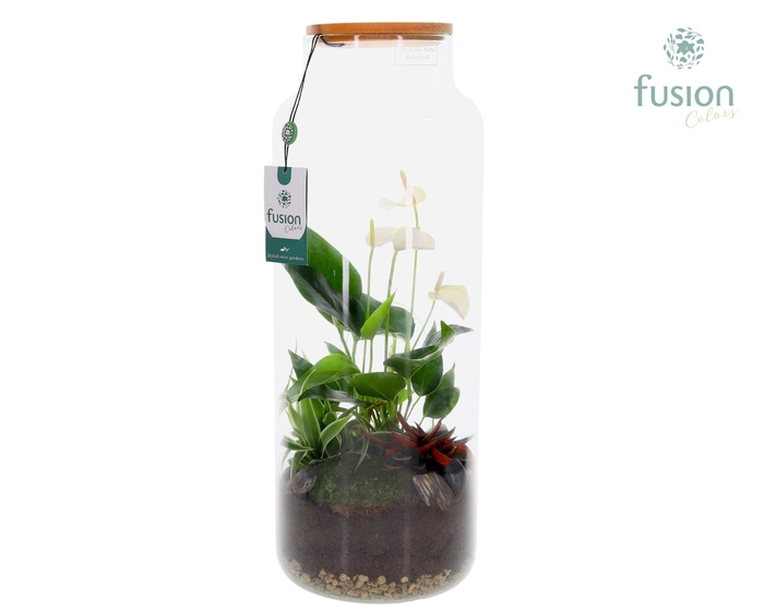 <h4>Vaas glas met Anthurium arrangement</h4>
