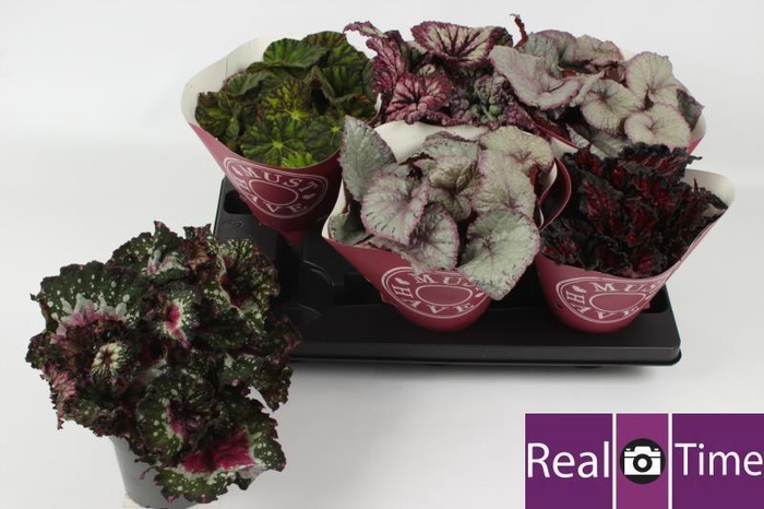 <h4>BEG BEL GEM</h4>