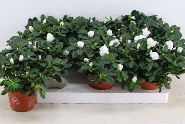 <h4>RHODO SI OV</h4>