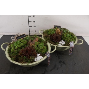 * Arr Zink Schaal Sempervivum 36 Cm.