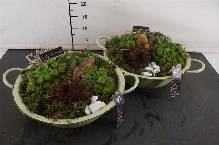 <h4>* Arr Zink Schaal Sempervivum 36 Cm.</h4>