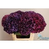 Hydrangea mag ruby red purple