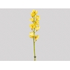 CYMBIDIUM HT MIN 9 FLS AMARELO