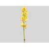 CYMBIDIUM HT MIN 5 FLS AMARELO