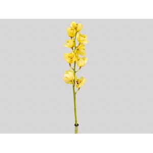 CYMBIDIUM HT MIN 5 FLS AMARELO