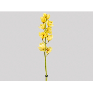 CYMBIDIUM HT MIN 5 FLS AMARELO