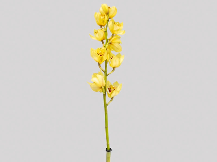 <h4>CYMBIDIUM HT MIN 9 FLS AMARELO</h4>