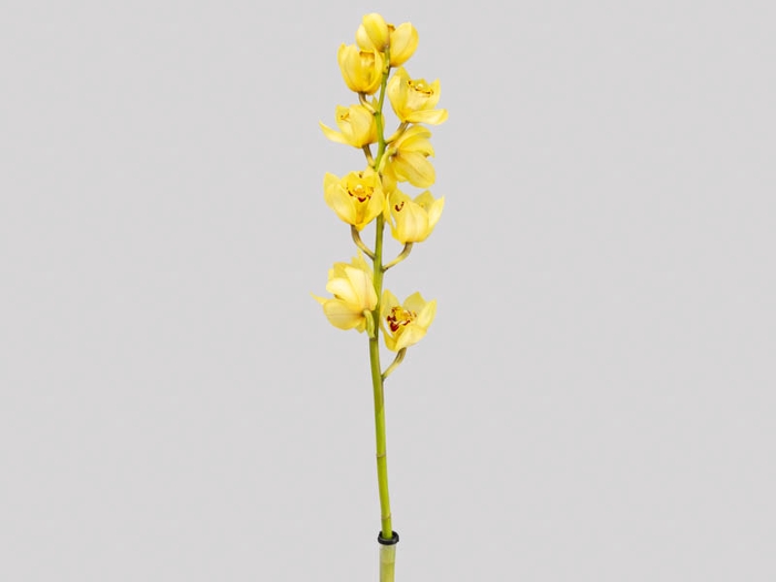 <h4>CYMBIDIUM HT MIN 5 FLS AMARELO</h4>