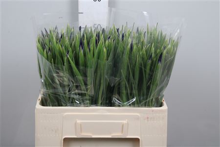 <h4>Iris Hong Kong</h4>