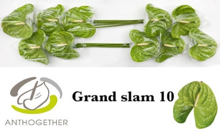 <h4>ANTHURIUM ANDR. 'GRAND SLAM'</h4>