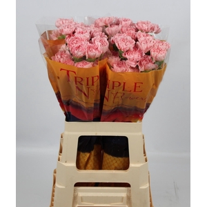 DI ST PINK MONTEZUMA