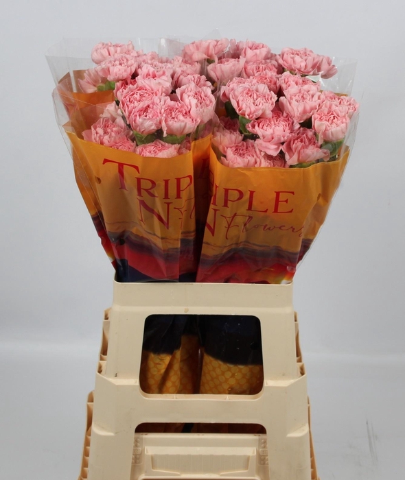 <h4>DI ST PINK MONTEZUMA</h4>