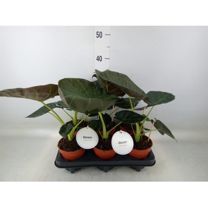 Alocasia  'Regal Shields'