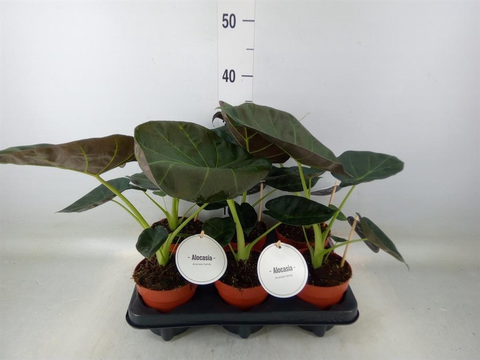 <h4>Alocasia  'Regal Shields'</h4>