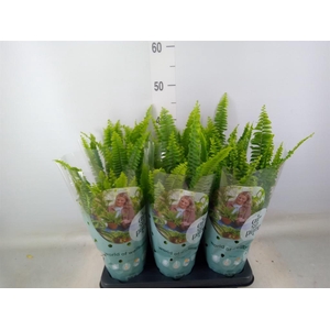 Nephrolepis exal. 'Green Lady'