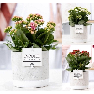 Kalanchoe mix in P&PURE Jade ceramics