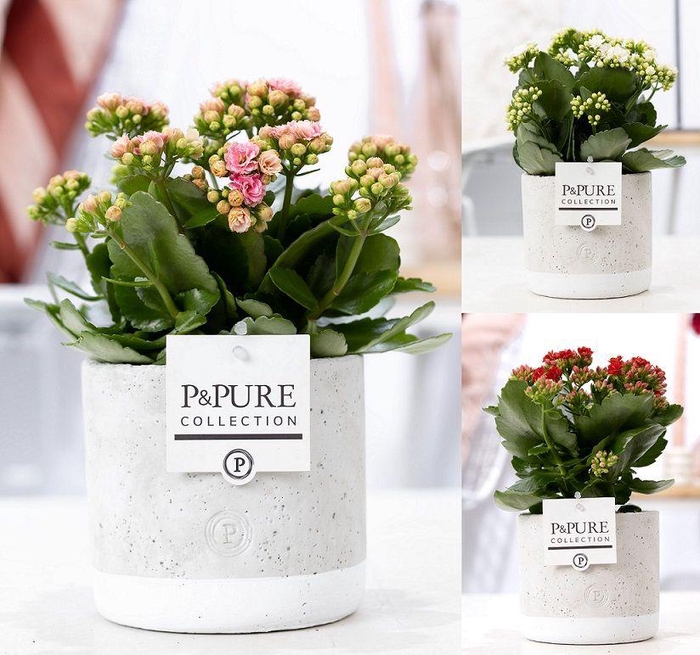 <h4>Kalanchoe mix in P&PURE Jade ceramics</h4>