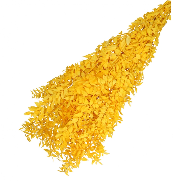 Droogbloem Ruscus 65cm 110g