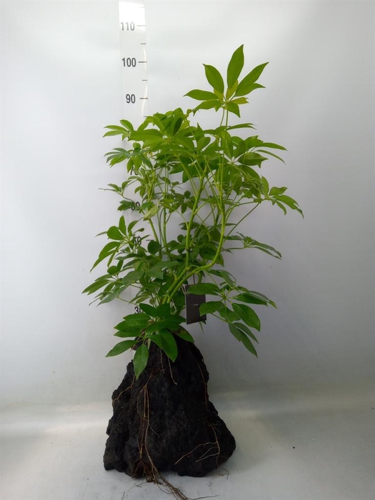 <h4>Arr. Kamerplant Groen H%</h4>