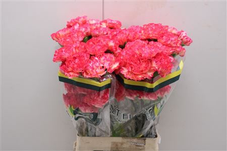 <h4>Di St Jelly</h4>