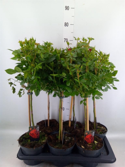 <h4>Rosa ST  ...</h4>