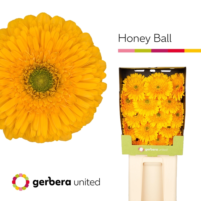 <h4>Gerbera Pomponi Honey Ball Diamond</h4>