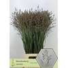 Panicum Heavy Metal